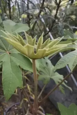 TETRAPANAX papyrifer 'Rex' - image 3