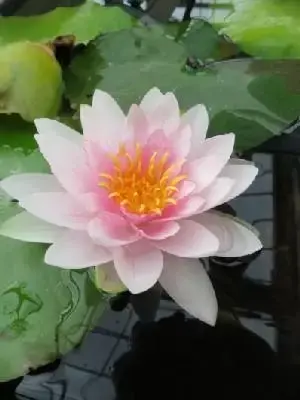 NYMPHAEA 'Hollandia'