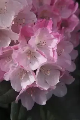 RHODODENDRON 'Fantastica'