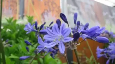AGAPANTHUS africanus
