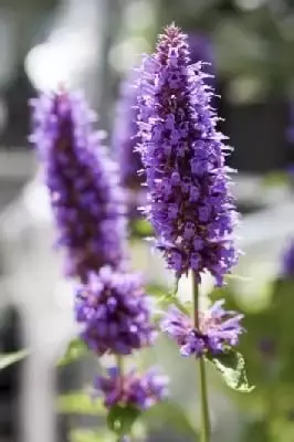 AGASTACHE 'Blue Boa' - image 1