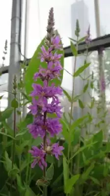 LYTHRUM salicaria