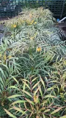 MAHONIA eurybracteata 'Soft Caress' - image 5