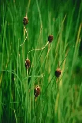 TYPHA minima