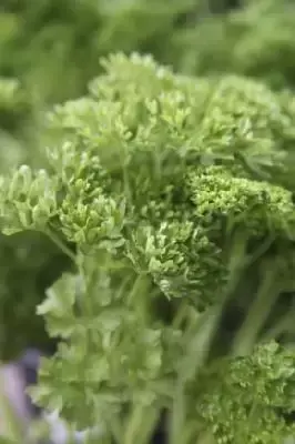 Petroselinum crispum (Curled Parsley)