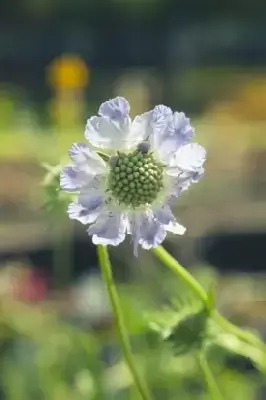 SCABIOSA caucasica 'Goldingensis' - image 2