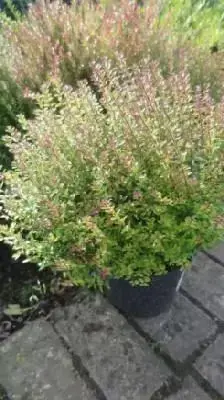 LONICERA nitida 'Tidy Tips'