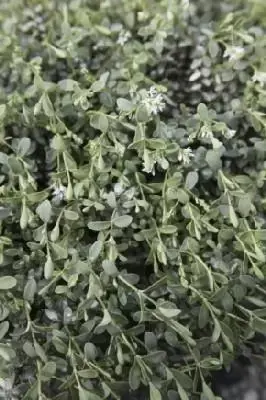 VERONICA pinguifolia 'Pagei'