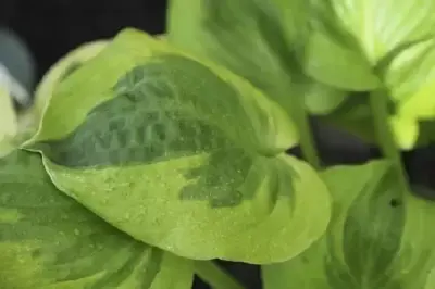 HOSTA 'Velvet Moon'