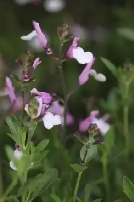 SALVIA greggii 'Joy' - image 2