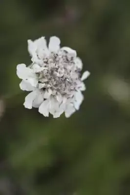 SCABIOSA incisa 'Kudo White'