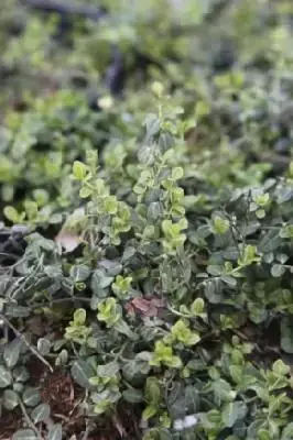 EUONYMUS fortunei 'Minimus'
