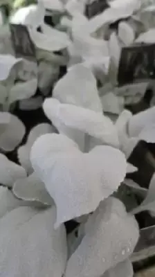 SENECIO 'Angel Wings' - image 3