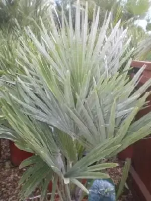 CHAMAEROPS humilis 'Vulcano'