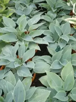 HOSTA 'Halcyon'