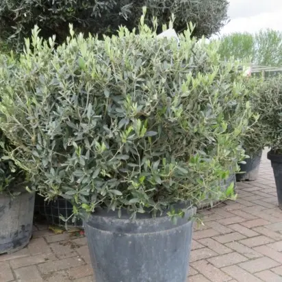 OLEA europaea Topiary