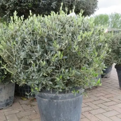 OLEA europaea Topiary