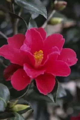 CAMELLIA 'Freedom Bell'