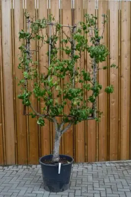 Pyrus communis 'Conference' (PEAR) - image 2