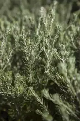 OZOTHAMNUS rosmarinifolius 'Silver Jubilee'