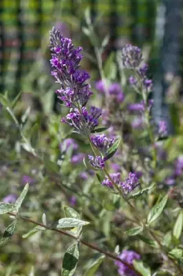 BUDDLEJA alternifolia 'Unique' - image 1