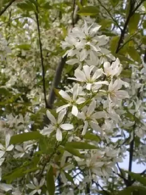 AMELANCHIER x grandiflora 'Robin Hill'