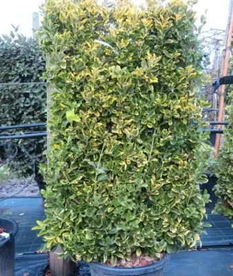 EUONYMUS japonicus 'Aureus'