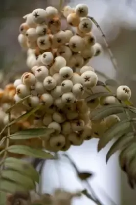 SORBUS 'White Wax' - image 3