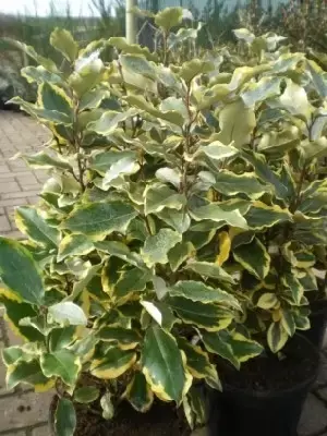 ELAEAGNUS x ebbingei 'Viveleg'