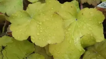 HEUCHERA 'Caramel' - image 1