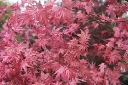 ACER palmatum 'Deshojo' - image 1