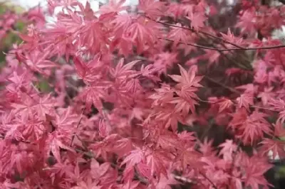 ACER palmatum 'Deshojo'