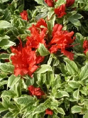 AZALEA 'Hot Shot' - image 3