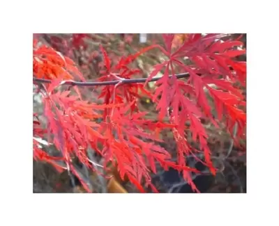ACER palmatum 'Tamukeyama' - image 1