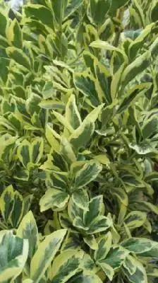 EUONYMUS japonicus 'Bravo' - image 2