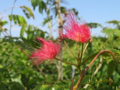 ALBIZIA julibrissin 'Evy's Pride' - image 2
