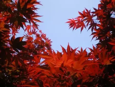 ACER palmatum 'Bloodgood'