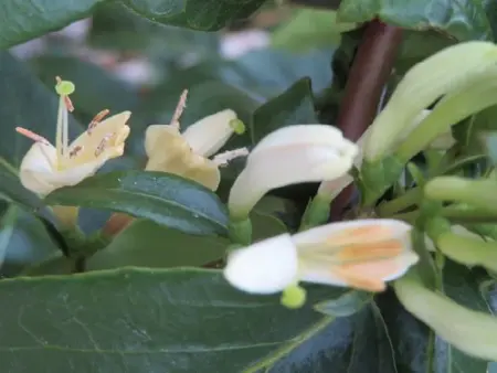 LONICERA henryi 'Copper Beauty'