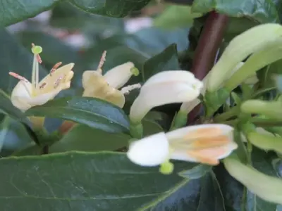 LONICERA henryi 'Copper Beauty'