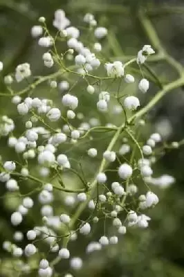 THALICTRUM 'Splendide White' - image 1
