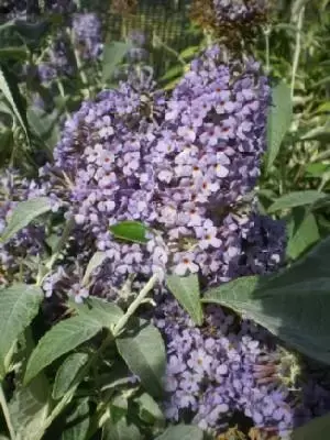 BUDDLEJA 'Lochinch'