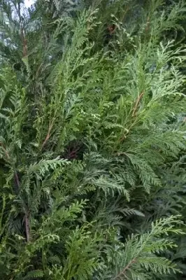 THUJA plicata 'Martin'