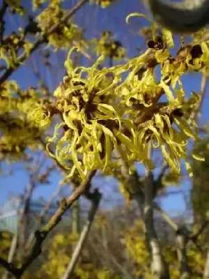 HAMAMELIS x intermedia 'Pallida' - image 5