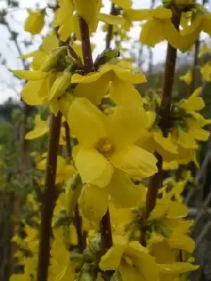 FORSYTHIA x intermedia 'Lynwood' - image 2