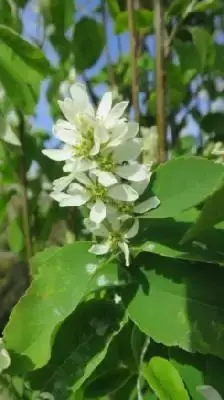 AMELANCHIER alnifolia 'Obelisk' - image 2