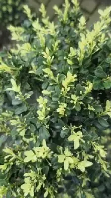 ILEX crenata 'Kinme'