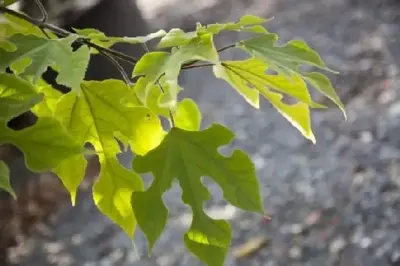 BROUSSONETIA papyrifera