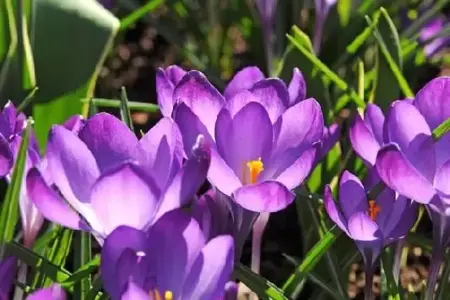 CROCUS tommasinianus 'Ruby Giant'