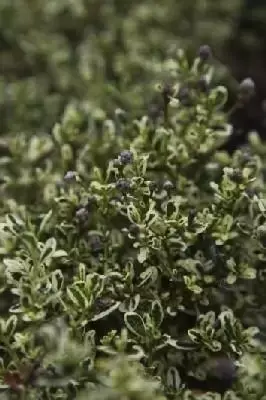 CEANOTHUS thyrsiflorus 'Cool Blue'