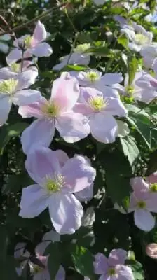 CLEMATIS montana rubens